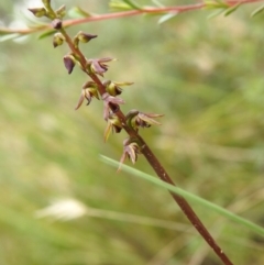 Corunastylis clivicola (Rufous midge orchid) at Carwoola, NSW - 31 Jan 2022 by Liam.m