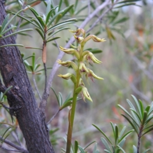 Corunastylis cornuta at Carwoola, NSW - 30 Jan 2022