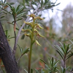 Corunastylis cornuta at Carwoola, NSW - 30 Jan 2022