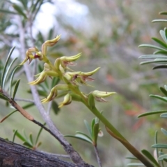 Corunastylis cornuta at Carwoola, NSW - 30 Jan 2022