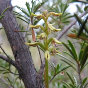 Corunastylis cornuta at Carwoola, NSW - suppressed