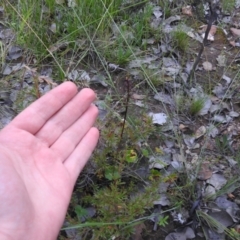 Corunastylis clivicola (Rufous midge orchid) at Carwoola, NSW - 30 Jan 2022 by Liam.m