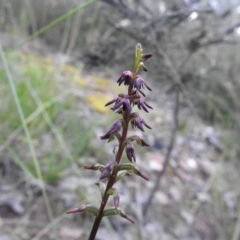 Corunastylis clivicola at suppressed - suppressed