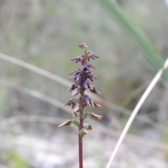 Corunastylis clivicola at Carwoola, NSW - 30 Jan 2022