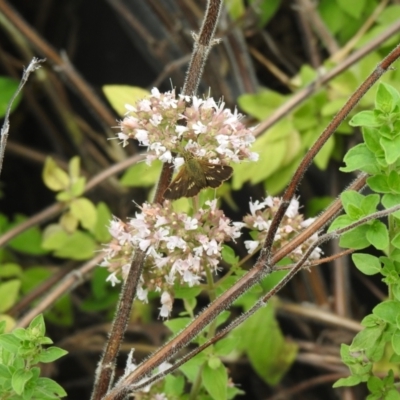 Dispar compacta (Barred Skipper) at Carwoola, NSW - 30 Jan 2022 by Liam.m