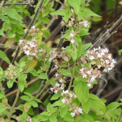 Eristalis tenax (Drone fly) at QPRC LGA - 30 Jan 2022 by Liam.m