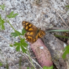 Heteronympha solandri (Solander's Brown) at Namadgi National Park - 27 Jan 2022 by RAllen