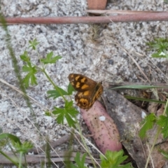 Heteronympha solandri at Cotter River, ACT - 27 Jan 2022 06:33 PM