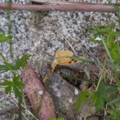 Heteronympha solandri at Cotter River, ACT - 27 Jan 2022