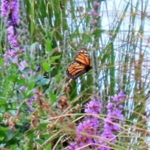 Danaus plexippus at Greenway, ACT - 31 Jan 2022 12:35 PM