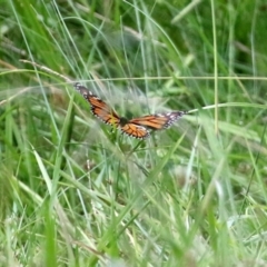 Danaus plexippus at Greenway, ACT - 31 Jan 2022 12:35 PM