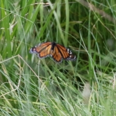 Danaus plexippus at Greenway, ACT - 31 Jan 2022 12:35 PM