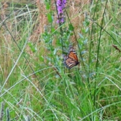 Danaus plexippus at Greenway, ACT - 31 Jan 2022 12:35 PM