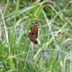 Danaus plexippus at Greenway, ACT - 31 Jan 2022 12:35 PM