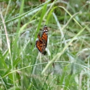 Danaus plexippus at Greenway, ACT - 31 Jan 2022 12:35 PM