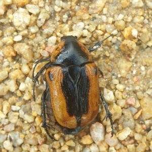 Chondropyga dorsalis at Acton, ACT - 31 Jan 2022