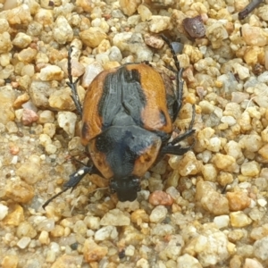 Chondropyga dorsalis at Acton, ACT - 31 Jan 2022