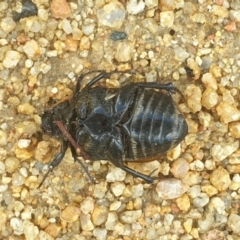 Chondropyga dorsalis at Acton, ACT - 31 Jan 2022