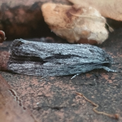 Agriophara platyscia (A Concealer moth) at Turner, ACT - 31 Jan 2022 by LD12