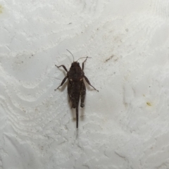 Paratettix australis (A pygmy grasshopper) at McKellar, ACT - 30 Jan 2022 by Birdy