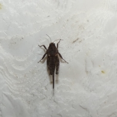 Paratettix australis (A pygmy grasshopper) at McKellar, ACT - 30 Jan 2022 by Amata