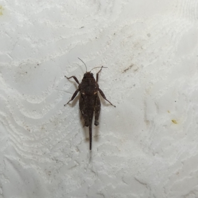 Paratettix australis (A pygmy grasshopper) at McKellar, ACT - 30 Jan 2022 by Amata