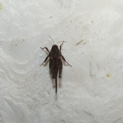 Paratettix australis (A pygmy grasshopper) at McKellar, ACT - 30 Jan 2022 by Birdy