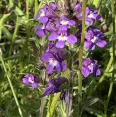 Euphrasia caudata (Tailed Eyebright) at Namadgi National Park - 27 Jan 2022 by RAllen