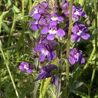 Euphrasia caudata (Tailed Eyebright) at Namadgi National Park - 27 Jan 2022 by RAllen