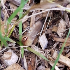 Anthela (genus) immature (Unidentified Anthelid Moth) at Weston, ACT - 30 Jan 2022 by AliceH