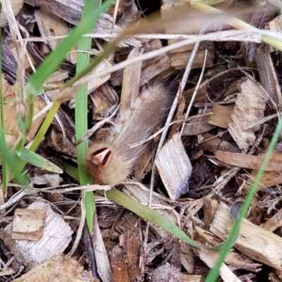 Anthela (genus) immature (Unidentified Anthelid Moth) at Fowles St. Woodland, Weston - 30 Jan 2022 by AliceH