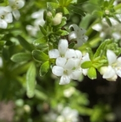 Asperula pusilla (Alpine Woodruff) at Namadgi National Park - 27 Jan 2022 by RAllen