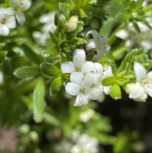 Asperula pusilla at Cotter River, ACT - 27 Jan 2022