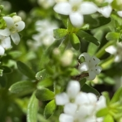 Asperula pusilla at Cotter River, ACT - 27 Jan 2022