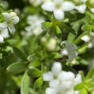 Asperula pusilla at Cotter River, ACT - 27 Jan 2022