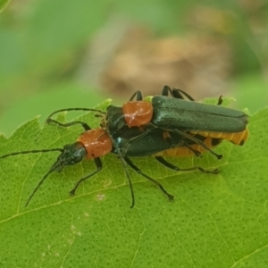 Chauliognathus tricolor at Turner, ACT - 31 Jan 2022