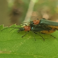 Chauliognathus tricolor at Turner, ACT - 31 Jan 2022