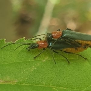 Chauliognathus tricolor at Turner, ACT - 31 Jan 2022