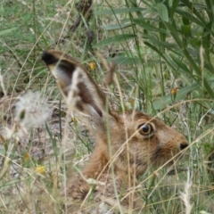 Lepus capensis (Brown Hare) at Kowen, ACT - 31 Jan 2022 by SteveBorkowskis