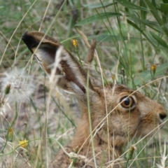 Lepus capensis at Kowen, ACT - 31 Jan 2022