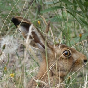 Lepus capensis at Kowen, ACT - 31 Jan 2022 05:11 PM