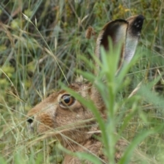 Lepus capensis at Kowen, ACT - 31 Jan 2022 05:11 PM