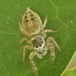 Opisthoncus grassator at Turner, ACT - 31 Jan 2022