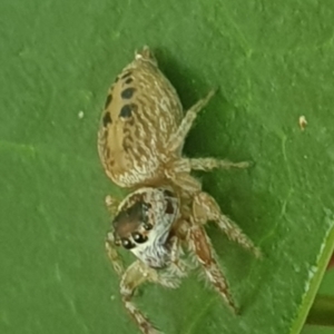 Opisthoncus grassator at Turner, ACT - 31 Jan 2022