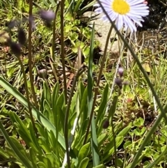 Brachyscome scapigera (Tufted Daisy) at Namadgi National Park - 27 Jan 2022 by RAllen