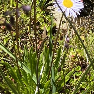 Brachyscome scapigera (Tufted Daisy) at Cotter River, ACT - 27 Jan 2022 by RAllen