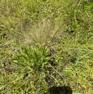 Brachyscome scapigera at Cotter River, ACT - 27 Jan 2022 12:53 PM