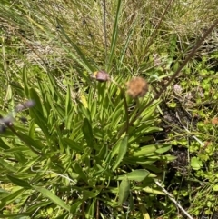 Brachyscome scapigera at Cotter River, ACT - 27 Jan 2022