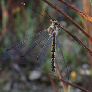 Suhpalacsa sp. (genus) at Fadden, ACT - 31 Jan 2022