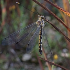 Suhpalacsa sp. (genus) (Owlfly) at Fadden, ACT - 31 Jan 2022 by AnneG1